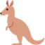 kangaroo